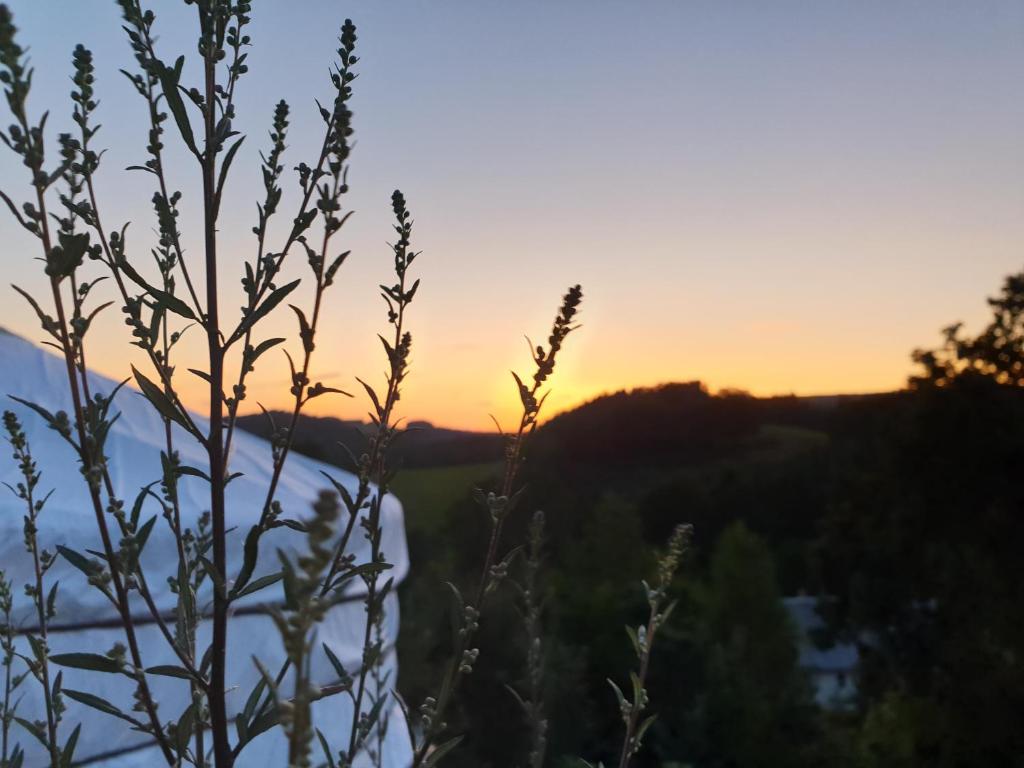 einen Sonnenuntergang in den Bergen mit einer Pflanze im Vordergrund in der Unterkunft Individuelle Jurte in der Sächsischen Schweiz in Sebnitz