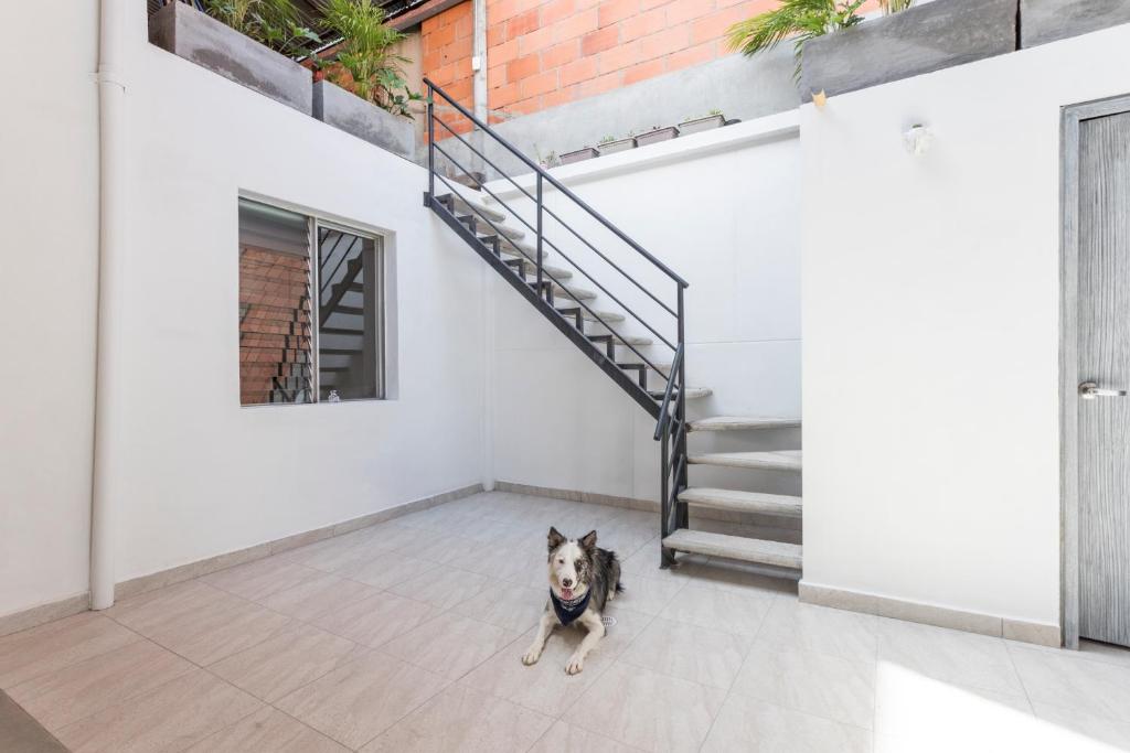Ospiti di Gastón Coliving con animali domestici