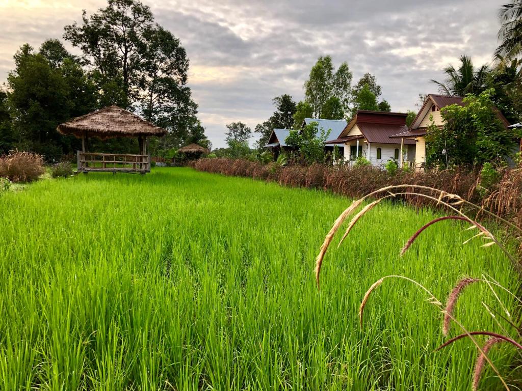 a field of tall green grass with a gazebo at Baan Thung Home Stay in Prasat