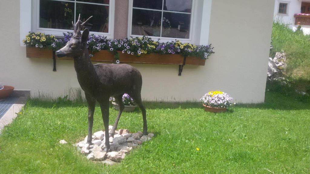 Zvířata v hotelu nebo okolí