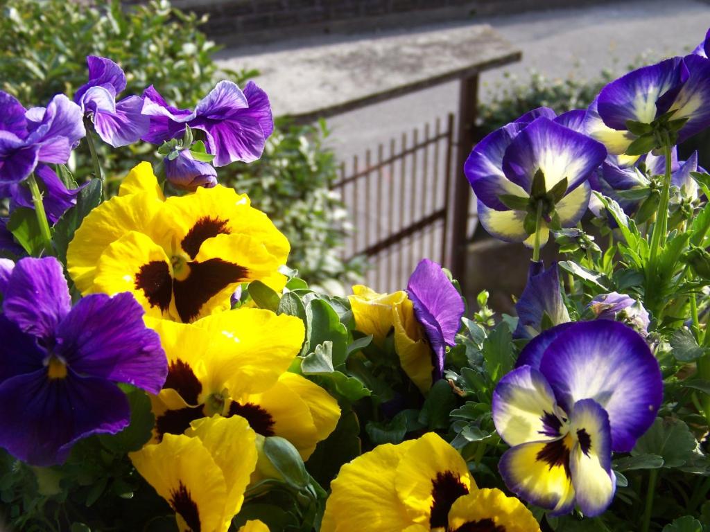 a bunch of yellow and purple flowers in a garden at Residenza Capri in Vicenza