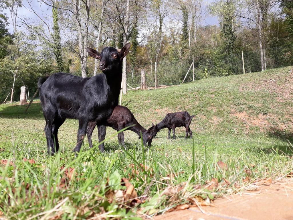 Càmping - Hotel rural La soleia dOix, Oix – posodobljene ...