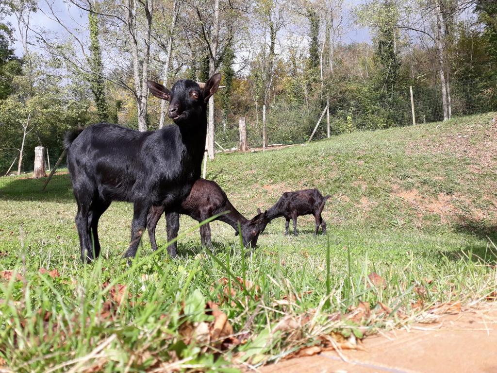 Animales en the country house o alrededores
