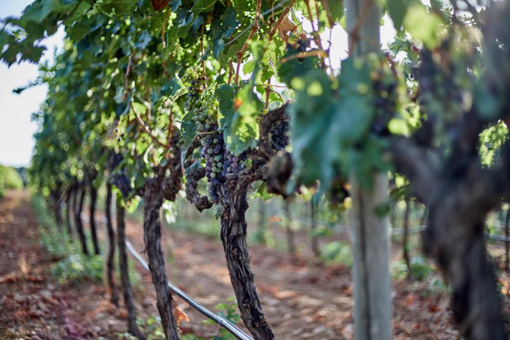 Zahrada ubytování Agroturismo Sa Vinya des Convent