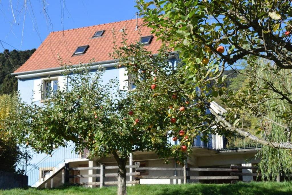 Biały dom z drzewem przed nim w obiekcie Les Locations de Stéphanie ,Gite Le Verger w mieście Sondernach