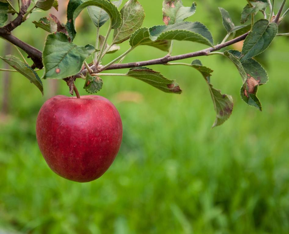 Zahrada ubytování Ferien in Feld 109