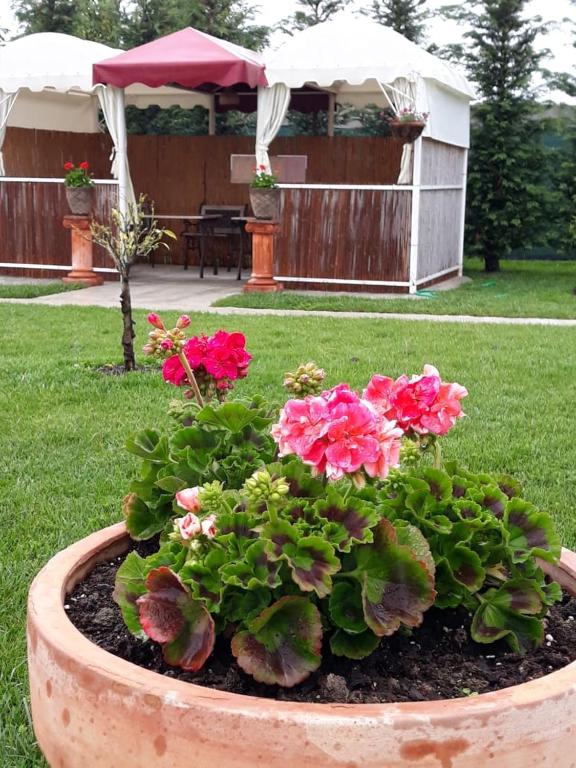 Zahrada ubytování Drini Hotel