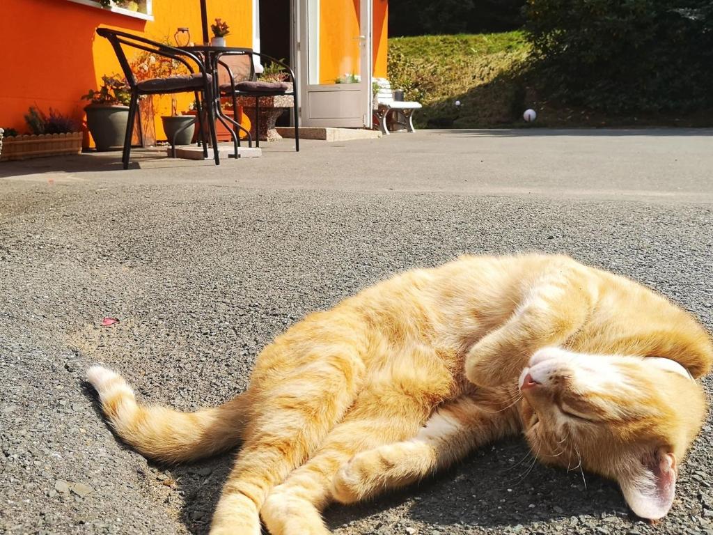 Eine orangefarbene Katze, die auf dem Boden liegt. in der Unterkunft Hotel Pension Waldbaude in Warmensteinach
