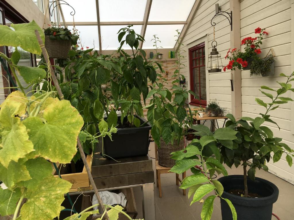 Zahrada ubytování Öregrund BnB