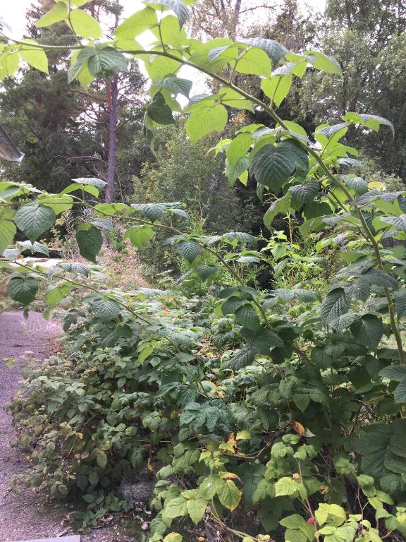 Zahrada ubytování Öregrund BnB