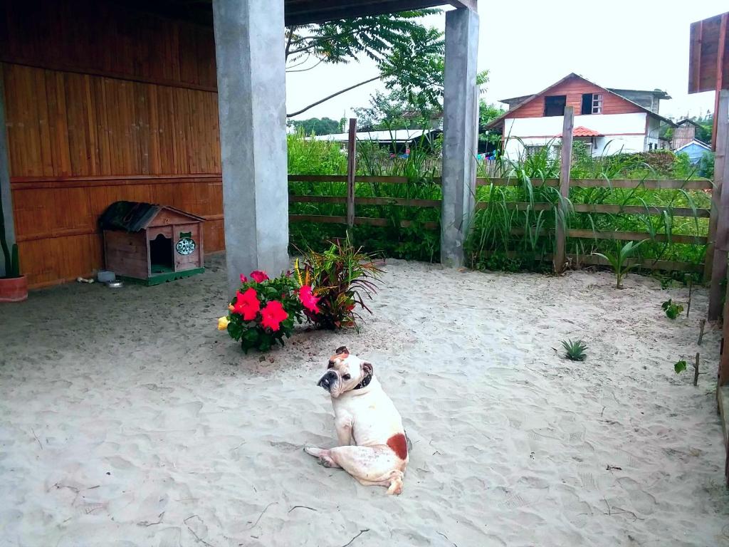 Domácí mazlíčci ubytovaní s hosty v ubytování Hostal Camping Sin Fronteras Mompiche