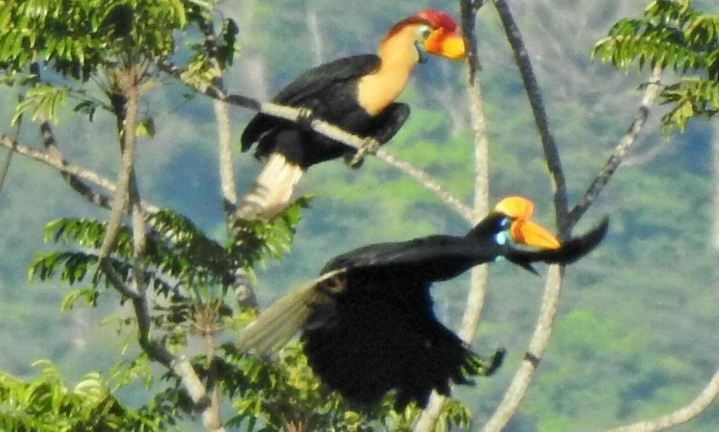 Bed and Breakfast Tangkoko Birds&WildLife Animals Tour, Bitung 