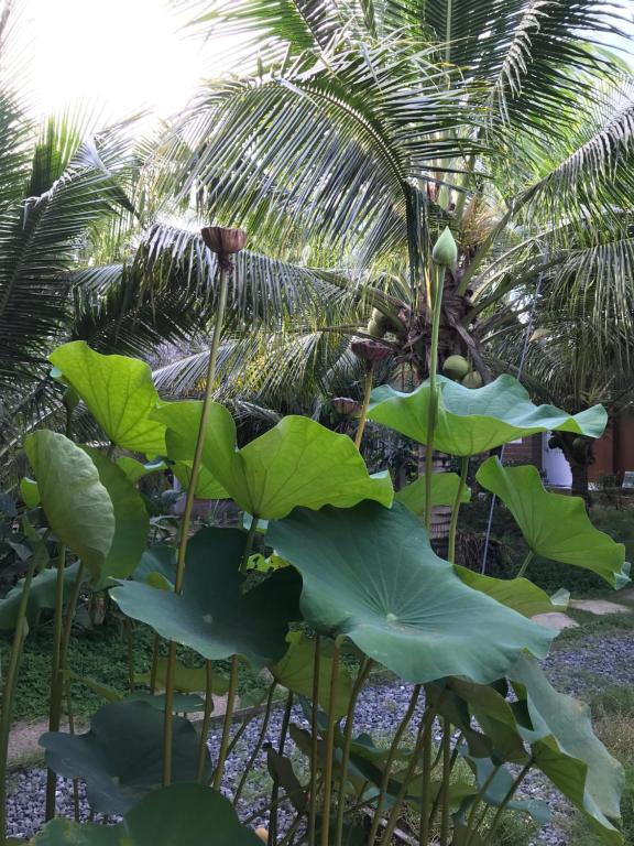 Phuc Sinh Homestay - Bungalow With Garden View