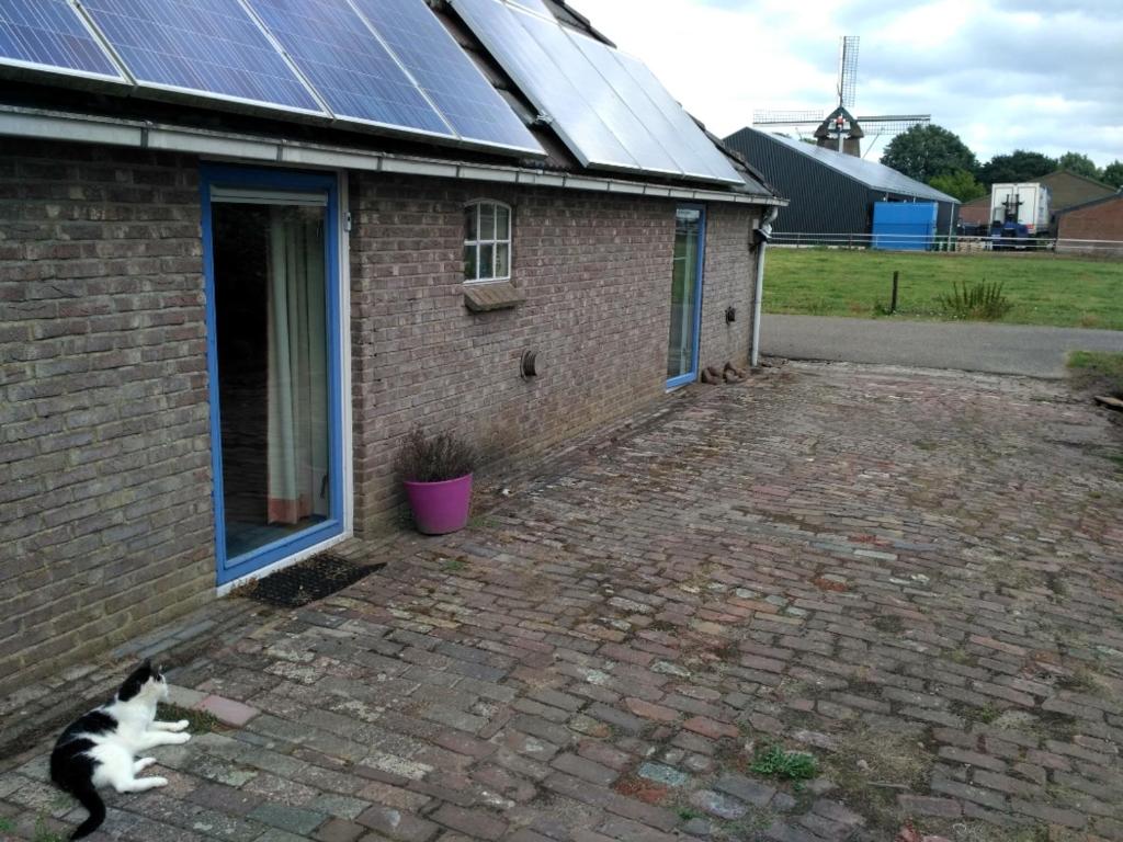 un gato blanco y negro caminando frente a una casa de ladrillo en Logeerruimte in gerenoveerde boerderij in Wachtum, en Wachtum