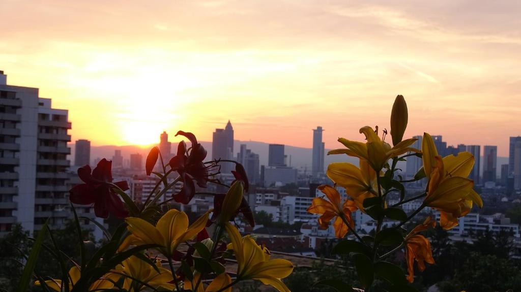 um pôr-do-sol sobre uma cidade com flores em primeiro plano em Guestroom with wide view and pool near city side, 2nd guest with extra bed possible em Frankfurt