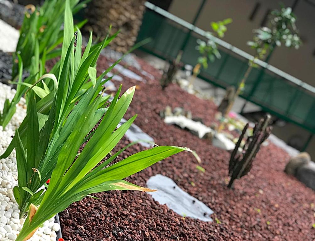 a garden with green plants and rocks and gravel at Hotel Rural Triana in Vallehermoso