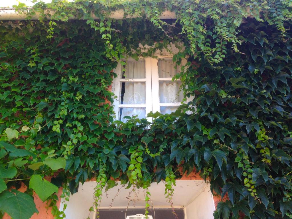 a building with a window covered in ivy at Casa Lourido in Sada