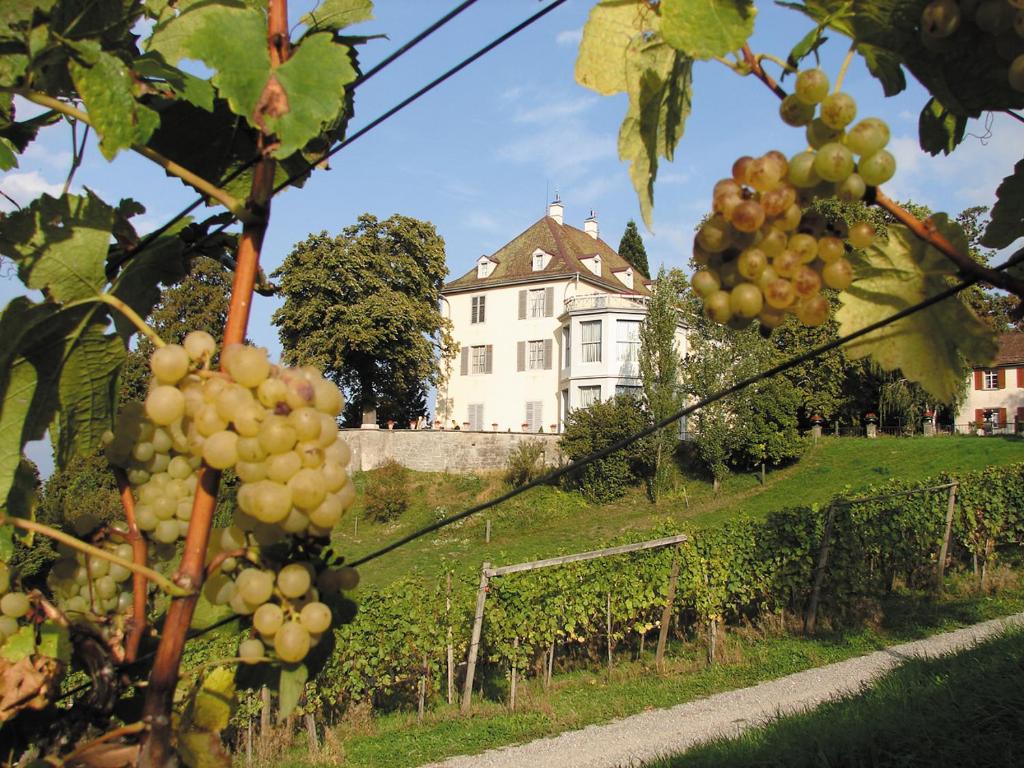Zahrada ubytování Hotel Arenenberg