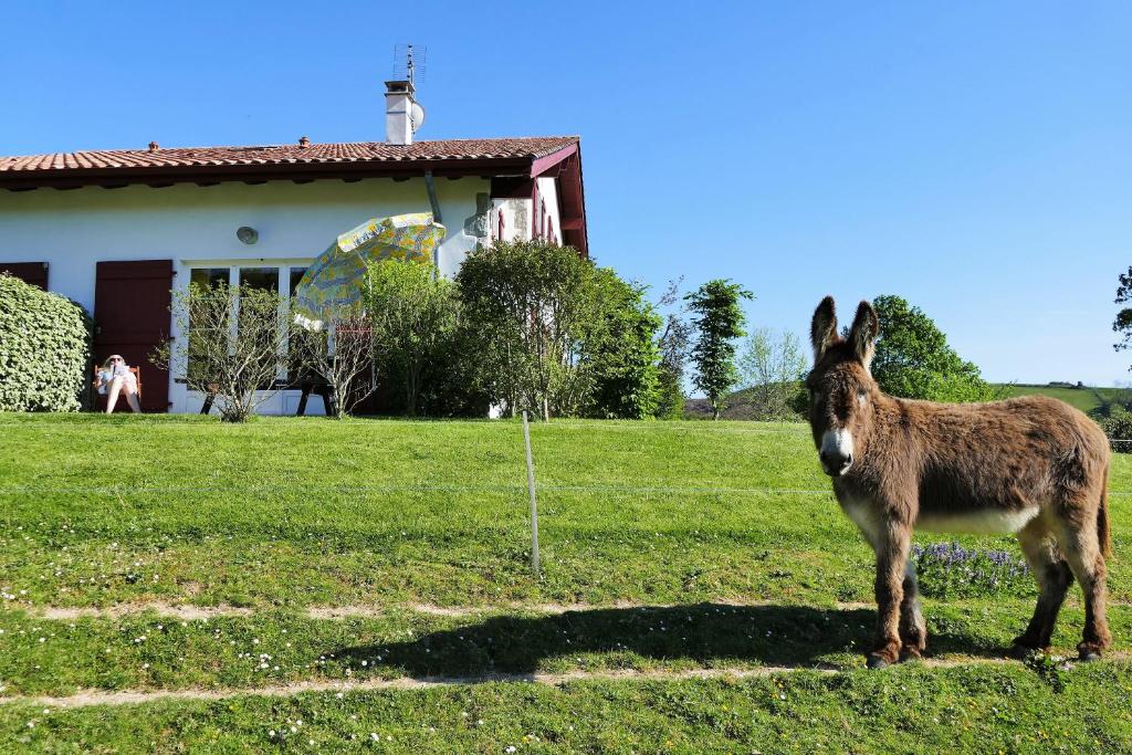 Zvířata v apartmánu nebo okolí