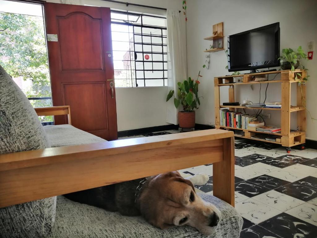 a dog laying on a couch in a living room at Selvática Alojamiento Eco in Medellín