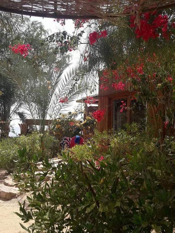Zahrada ubytování Nakhil Inn Nuweiba