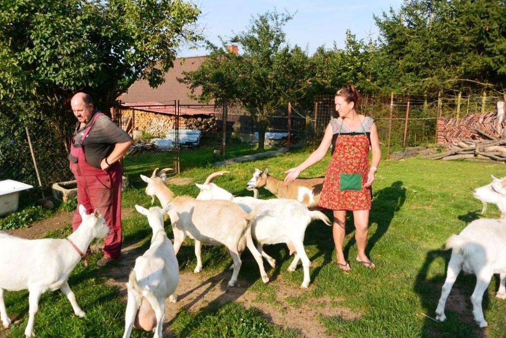 dos personas están de pie en un campo con cabras en Františkova farma en Nový Knín