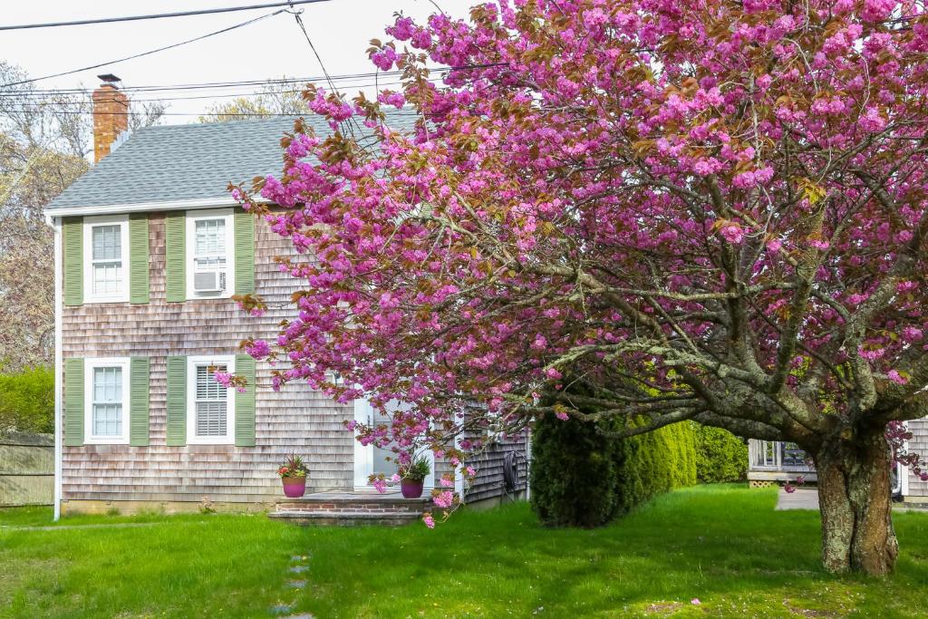 uma árvore com flores roxas em frente a uma casa em Island Sanctuary em Oak Bluffs