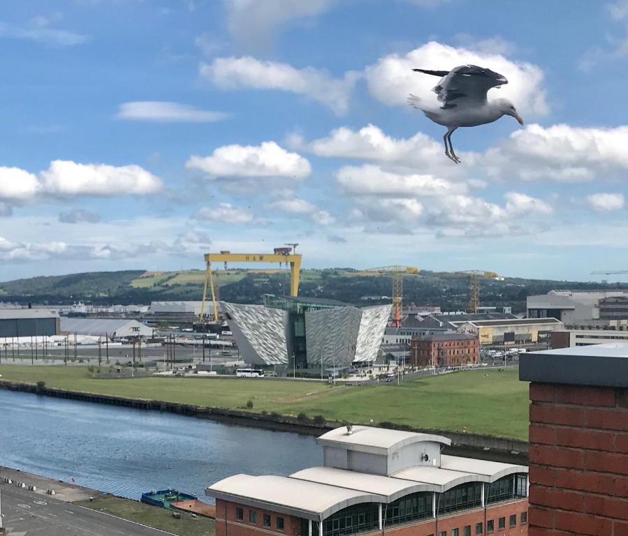 a seagull flying over a city with a body of water at James Clow Bed & Breakfast in Belfast