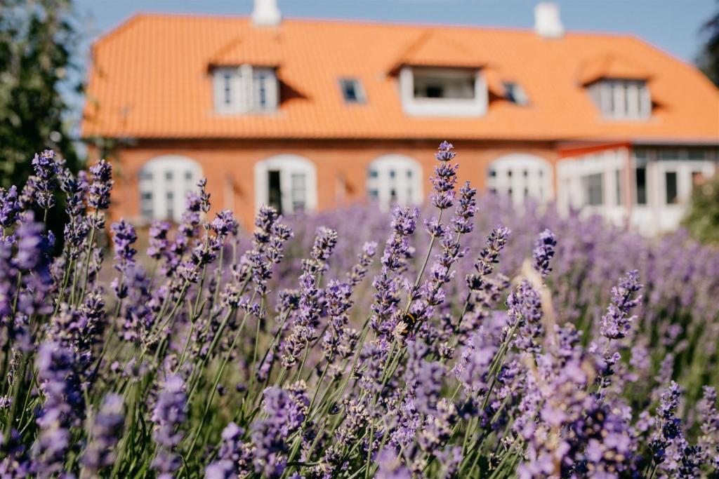 a field of purple flowers in front of a house at Jungshoved Præstegård B&B in Præstø