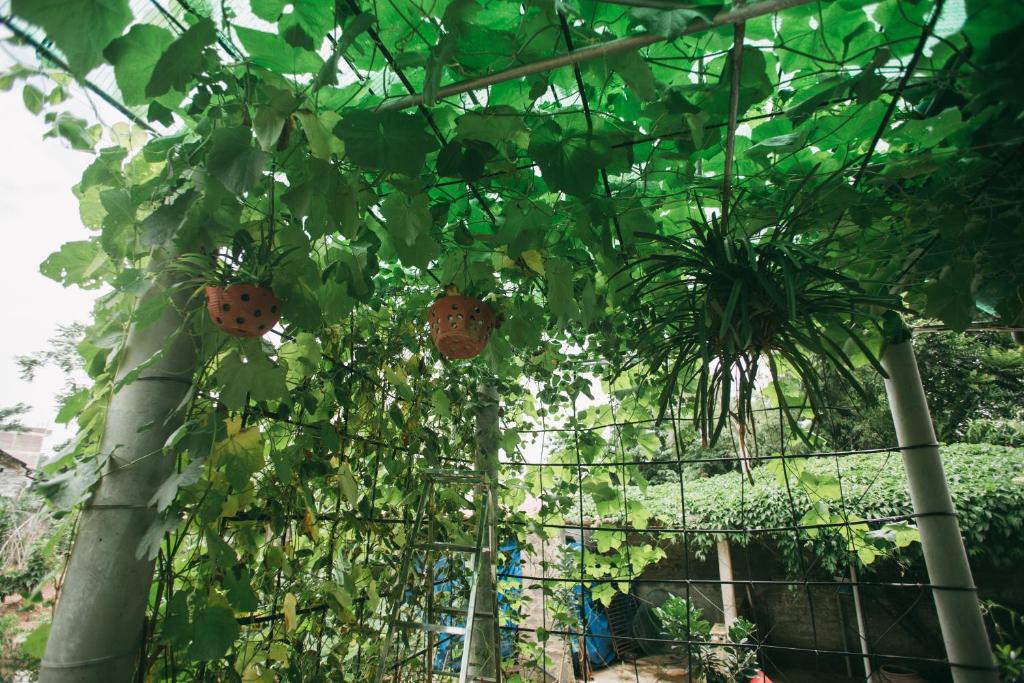 Tre Xanh Homestay - 8