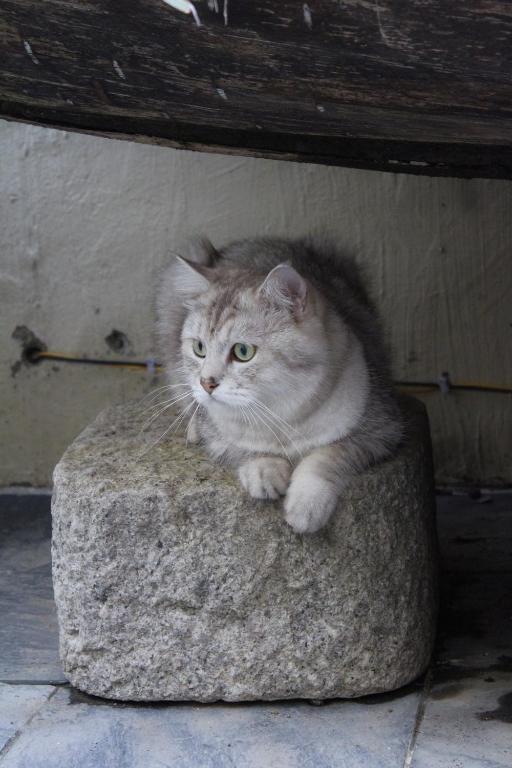 Domácí mazlíčci ubytovaní s hosty v ubytování Chaozhou Hello Inn