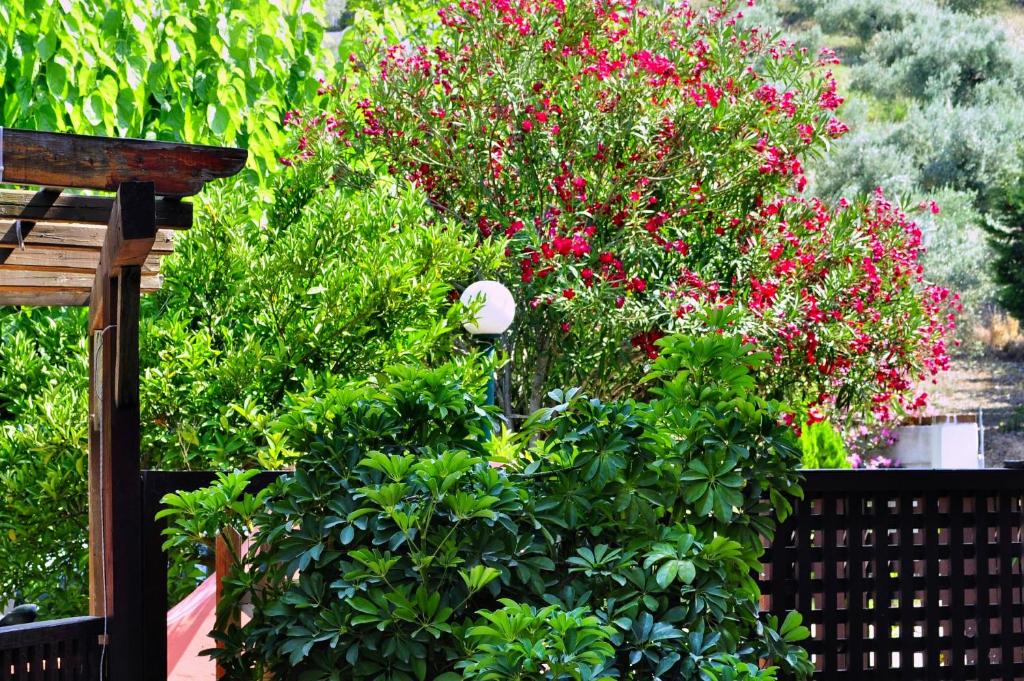 A garden outside Ilios Studios