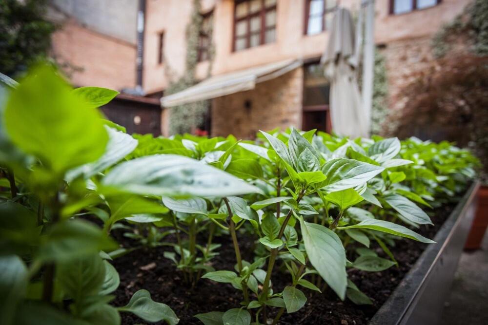 Ogród w obiekcie Boutique Hotel Palea Poli