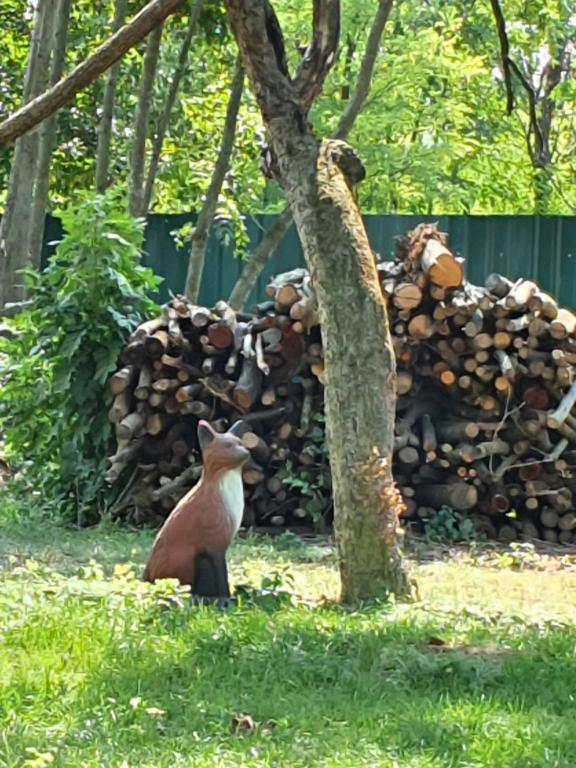 a fox sitting in the grass next to a pile of logs at Landhaus Steirerengel - Ferien &amp; Jagd in Lócs