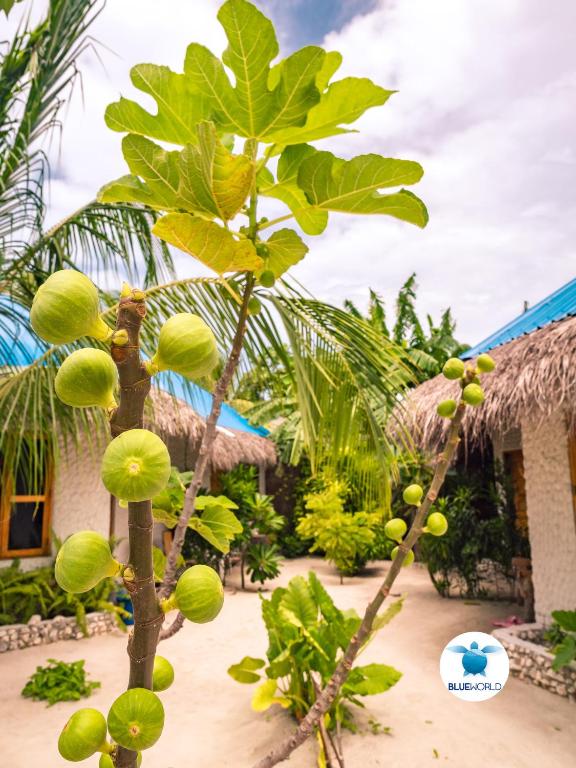 Zahrada ubytování Blue World Dharavandhoo
