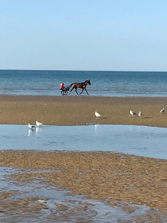 a horse running on the beach with birds on the beach at Le petit coin de Paradis in Varaville