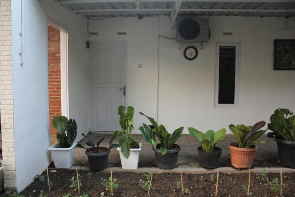 Zahrada ubytování Omah Kebon Kalasan