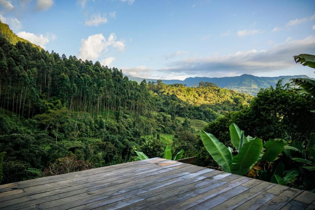 - une vue sur la jungle depuis la terrasse en bois dans l'établissement Creo Ecolodge Jardín, à Jardín