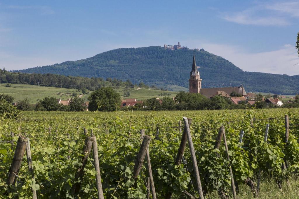 Résidence Odalys Le Domaine des Rois – photo 11