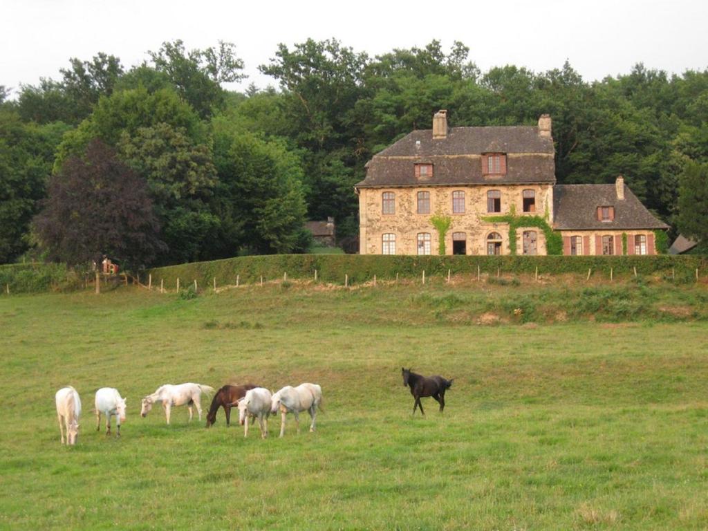 a group of horses in a field in front of a house at Chambres d'hôtes de charme Le Pradel in Monceaux-sur-Dordogne