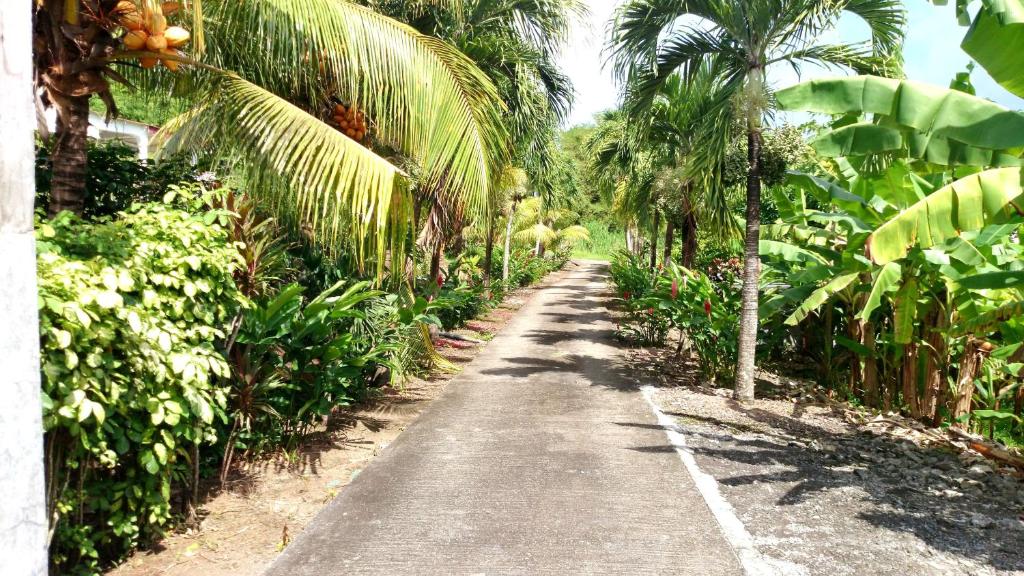 a dirt road in a palm tree plantation at Villa Welcome in Trois-Rivières