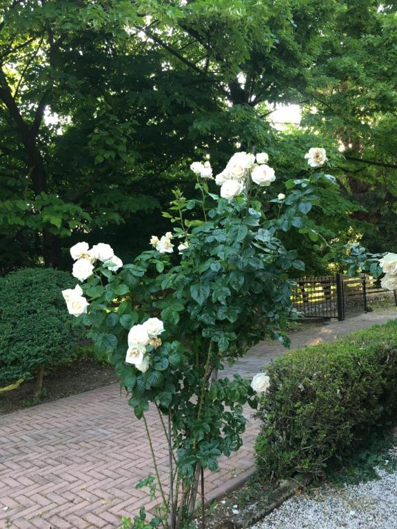 Zahrada ubytování Resort La Mola