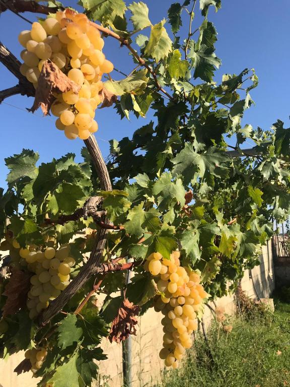 El Lagar de los Abuelos - 1