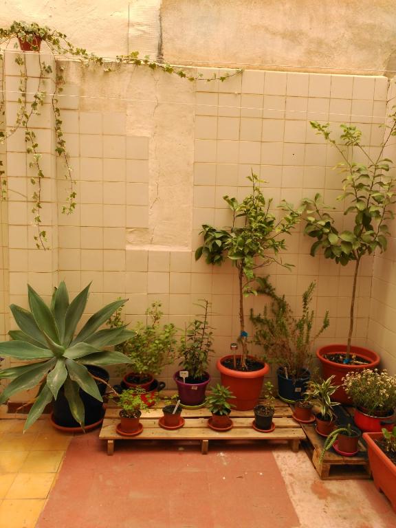 Un montón de plantas en macetas están alineadas contra una pared. en Como en casa, en Alicante