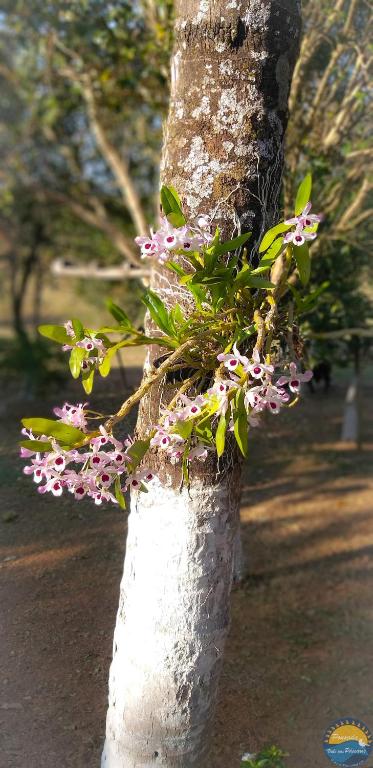  Pousada Vale dos Pássaros