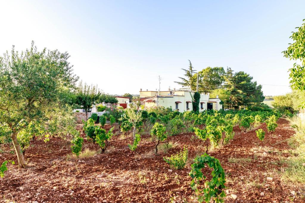Jardí fora de B&B Mandorla Amara