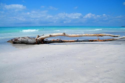 a tree branch laying in the water on a beach at Piccolo Hotel in Rosignano Solvay