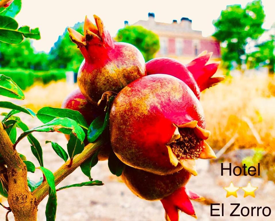 Fotografie z fotogalerie ubytování Hotel El Zorro v destinaci Barranda