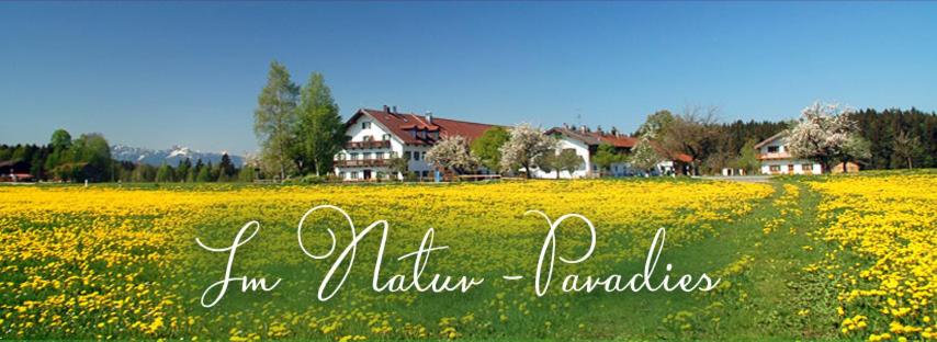 a field of yellow flowers in front of a house at Bernwieserhof in Bad Heilbrunn
