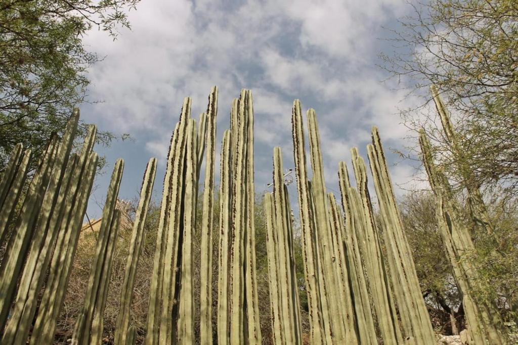 Fotografie z fotogalerie ubytování Casa de Cactus v destinaci Bernal